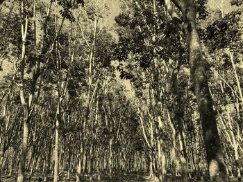 Low angle view of bamboo trees in forest