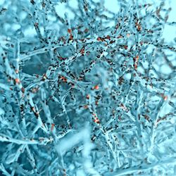 Close-up of frozen plants