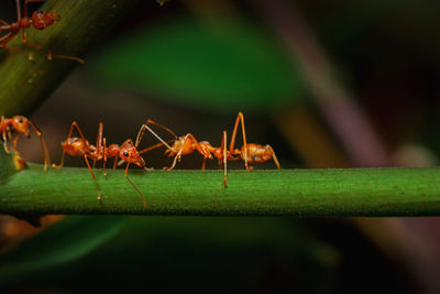 Close-up of insect