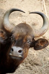 Portrait of forest buffalo. indian gaur, bison, buffaol grazing in the muddy fields. 