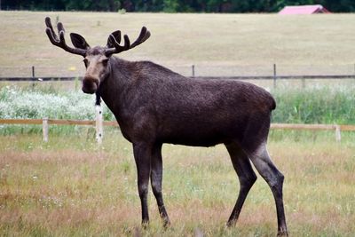 Elk standing in a field