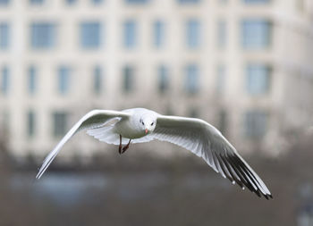 Close-up of seagull flying