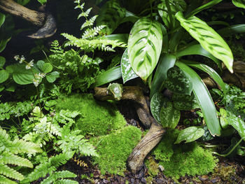 Close-up of green lizard on plant in field