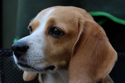 Close-up of dog looking away