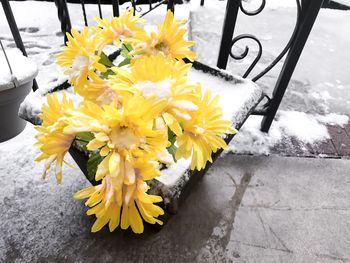 Close-up of yellow flowers