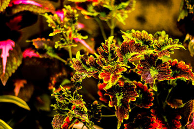 plant