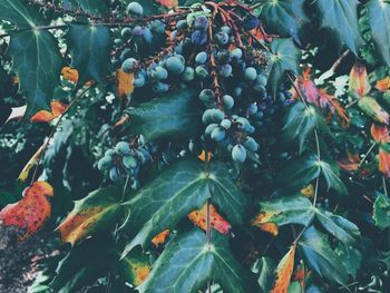 Close-up of fruits growing on tree