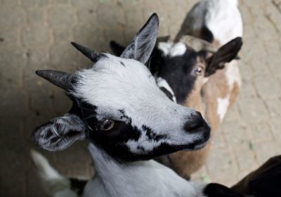 Close-up of goats at landau zoo