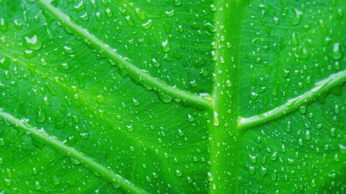 Macro shot of water drops on leaf