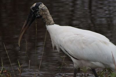 Wood stork in water with water droplets off beak