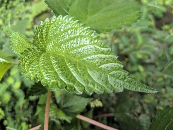 Close-up of green leaves