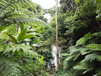 Plants growing in forest