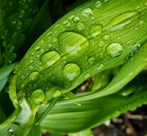 Close-up of raindrops on green leaves