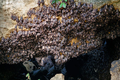 Close-up of bee on water