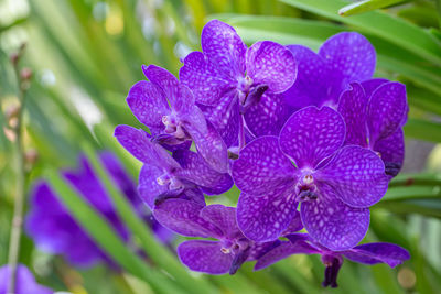 Close-up of purple flower