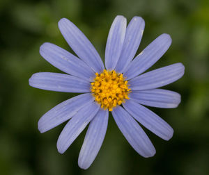 Close-up of blue flower