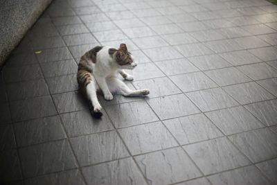 High angle view of cat sitting on floor