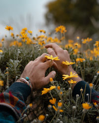 Close-up of hand inside a yellow flowers on field