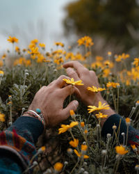 Close-up of hand holding yellow flowers on field