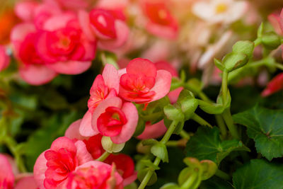 Close-up of pink flowering plant