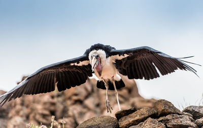 Low angle view of marabu flying against clear sky