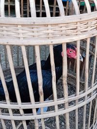 High angle view of birds in cage