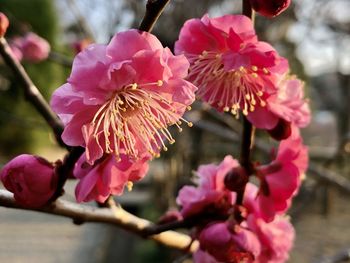 Close-up of pink cherry blossoms