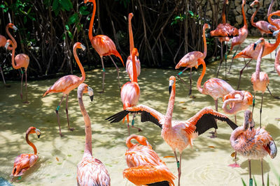 Flock of flamingos in xcaret ecotourism park