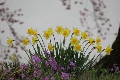 Close-up of yellow flowers