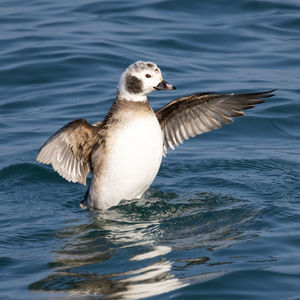 Duck flapping wings on lake