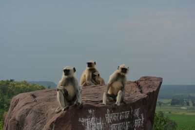 Monkeys on wall against clear sky