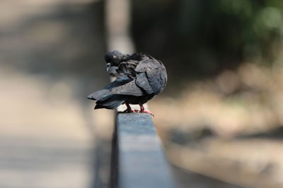 Close-up of pigeon perching on wood