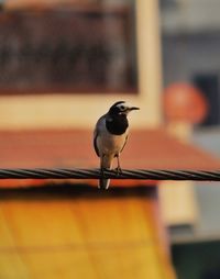 Close-up of bird perching on railing