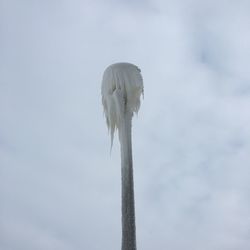 Low angle view of bird flying against sky