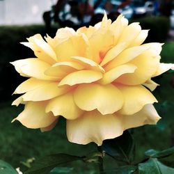 Close-up of flower blooming outdoors