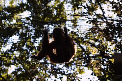 Low angle view of monkey on tree in forest