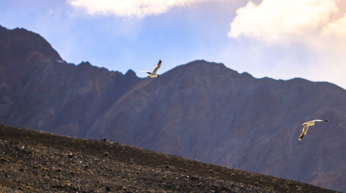 Low angle view of bird flying over mountain against sky