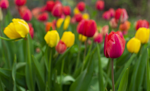 Lot of red and yellow tulips in garden on early spring day. selective focus