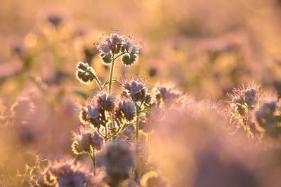 Close-up of flowering plant on field