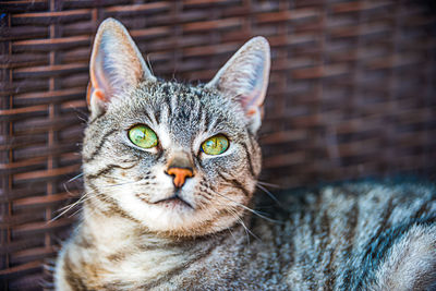 Portrait of tabby cat