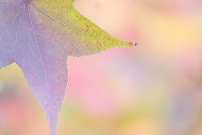 Close-up of butterfly on leaf