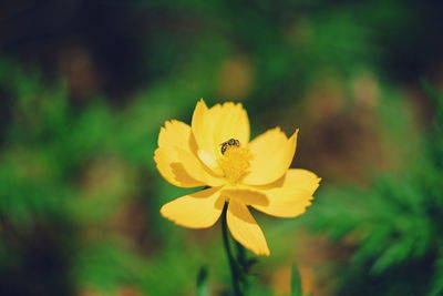 Close-up of honey bee on yellow flower