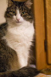 Close-up portrait of cat sitting