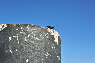 Close-up of bird perching on blue against sky