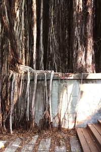 Panoramic view of trees in forest