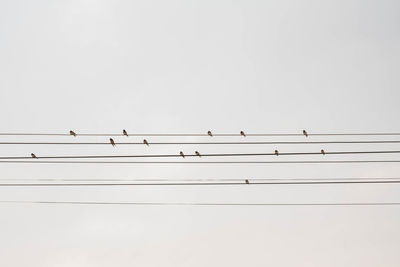 Low angle view of birds perching on cable against sky