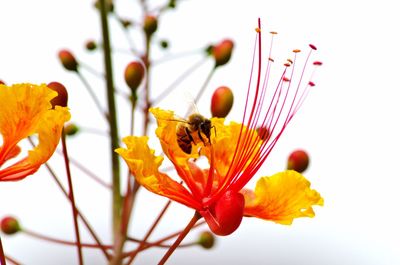 Close-up of bee pollinating on yellow flower against sky