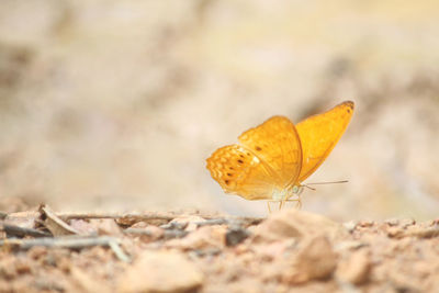 Close-up of dried leaf on land