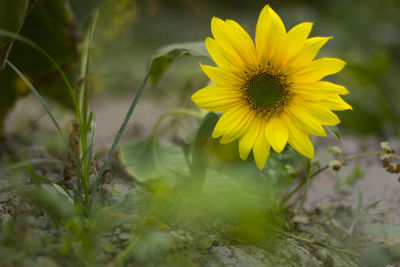 Close-up of yellow flower on field