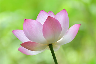 Close-up of pink flower